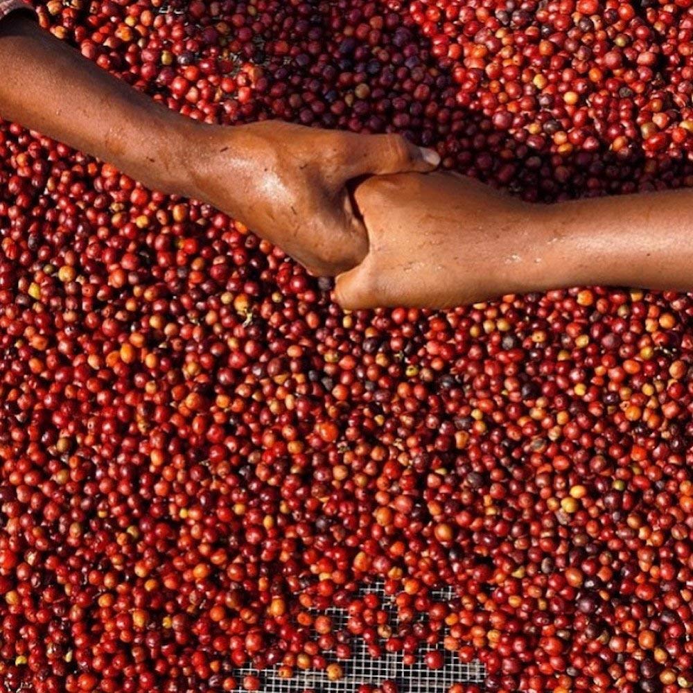 Red Bay Coffee East Fourteenth Tanzanian Coffee Beans - Whole Bean Coffee Dark Roast - Fresh Coffee Whole Bean - Single Origin Coffee Beans - 5 LB