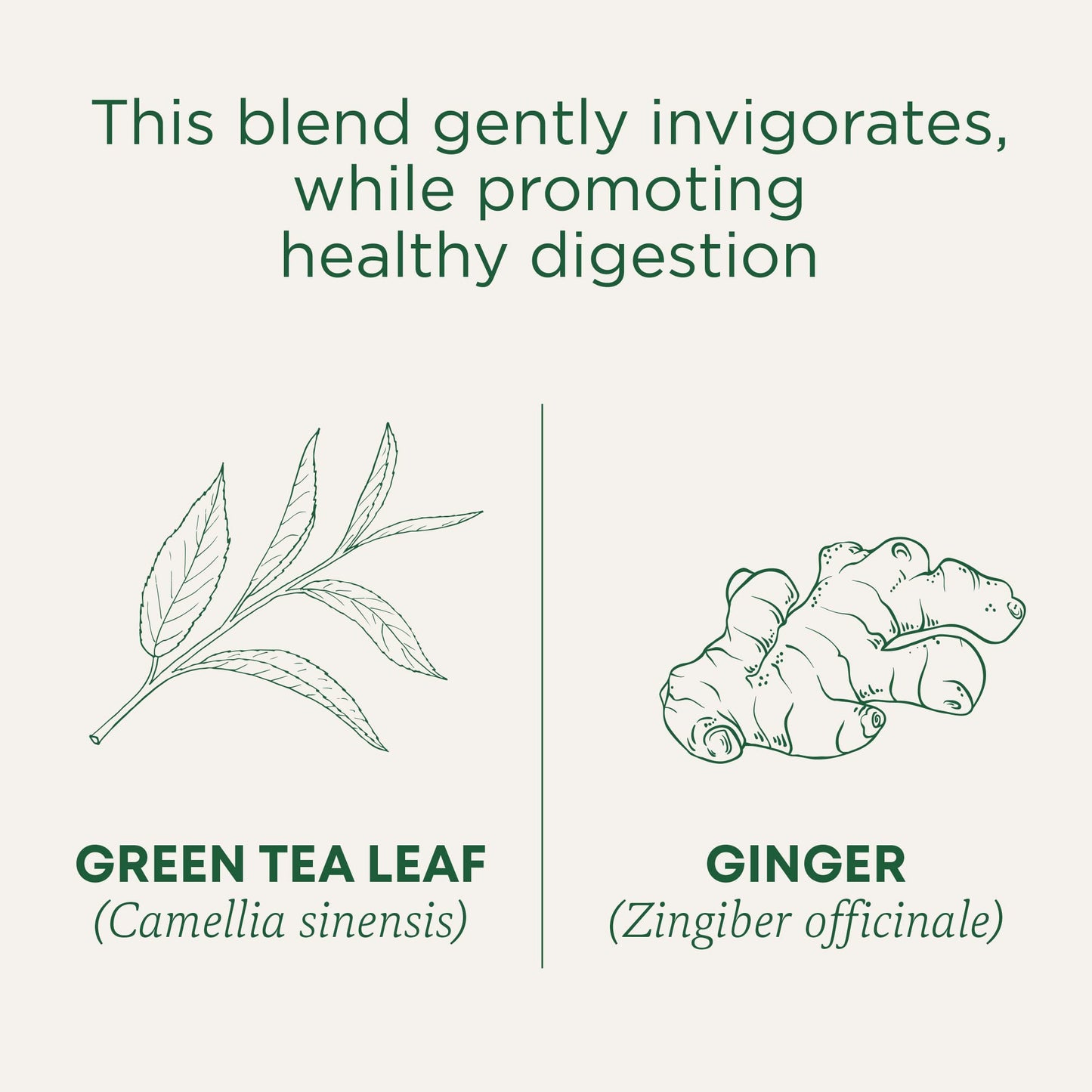 Traditional Medicinals Tea, Organic Green Tea Ginger - Promotes Healthy Digestion, Occasional Nausea & Indigestion Relief - Kosher, Non-GMO - 16 Tea