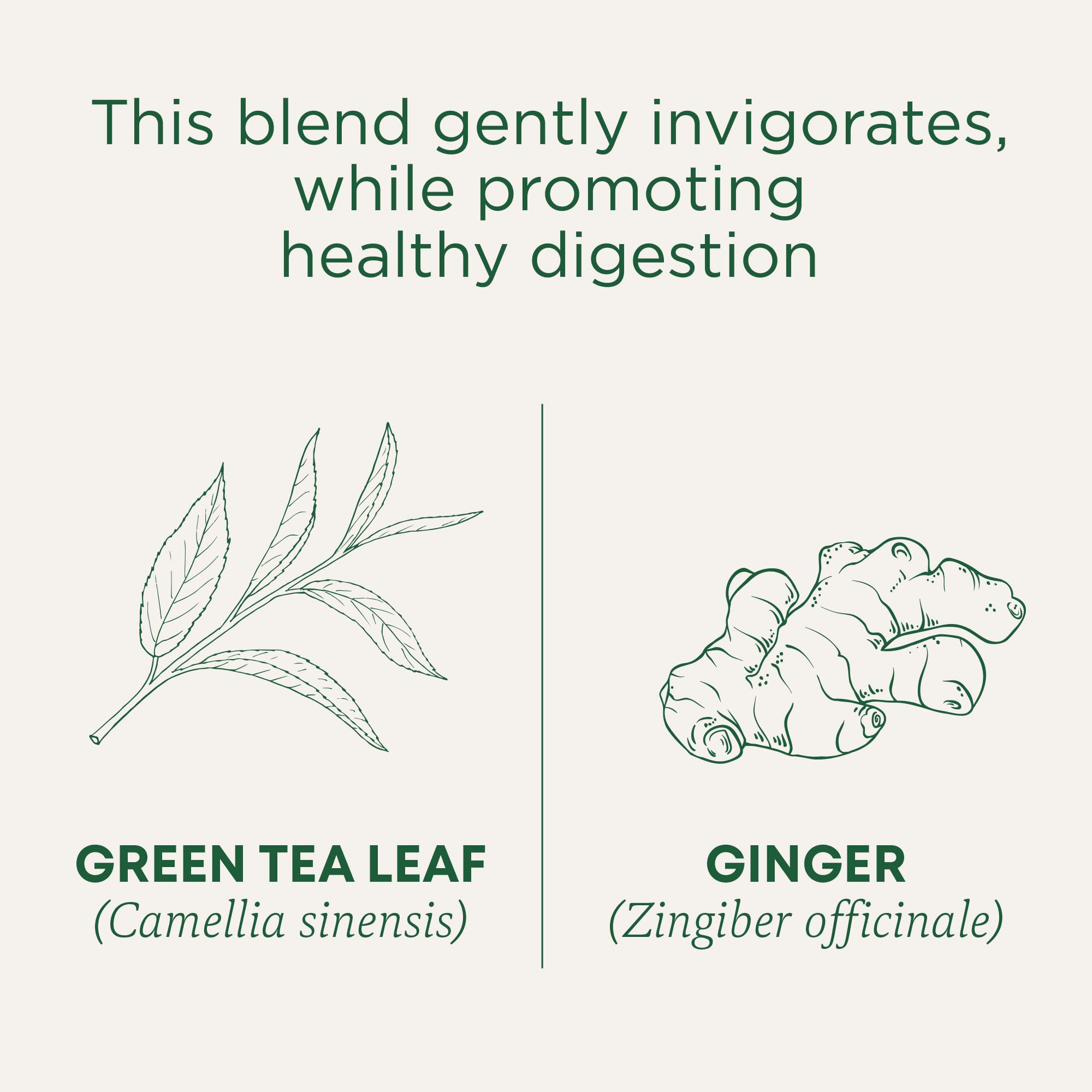 Traditional Medicinals Tea, Organic Green Tea Ginger - Promotes Healthy Digestion, Occasional Nausea & Indigestion Relief - Kosher, Non-GMO - 16 Tea