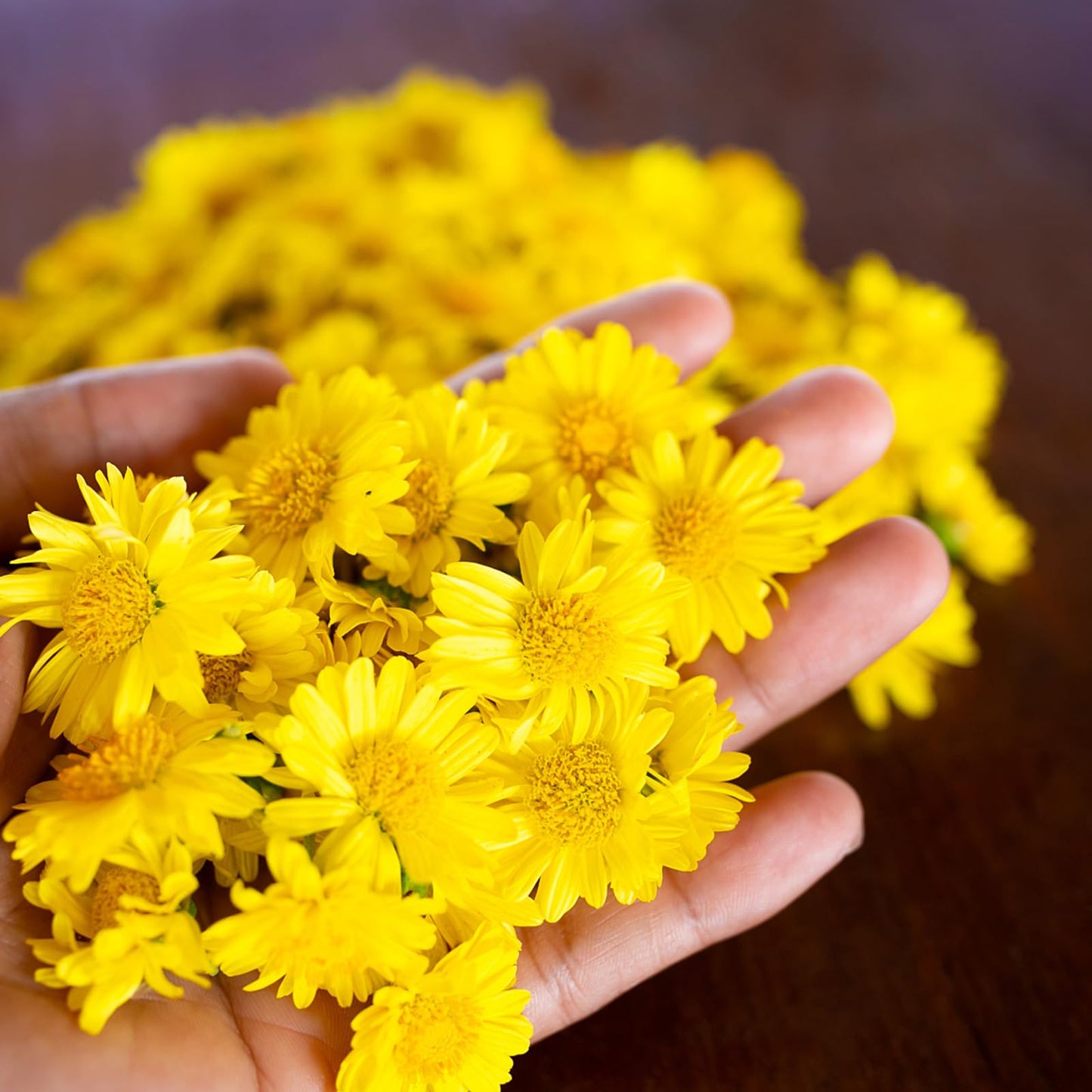 Dried Chrysanthemum Tea, Premium Juhua Flower Herbal Tea Loose Leaf, No Sugar No Gluten Pure Dried Chrysanthemum Flower, for Promote Relaxation