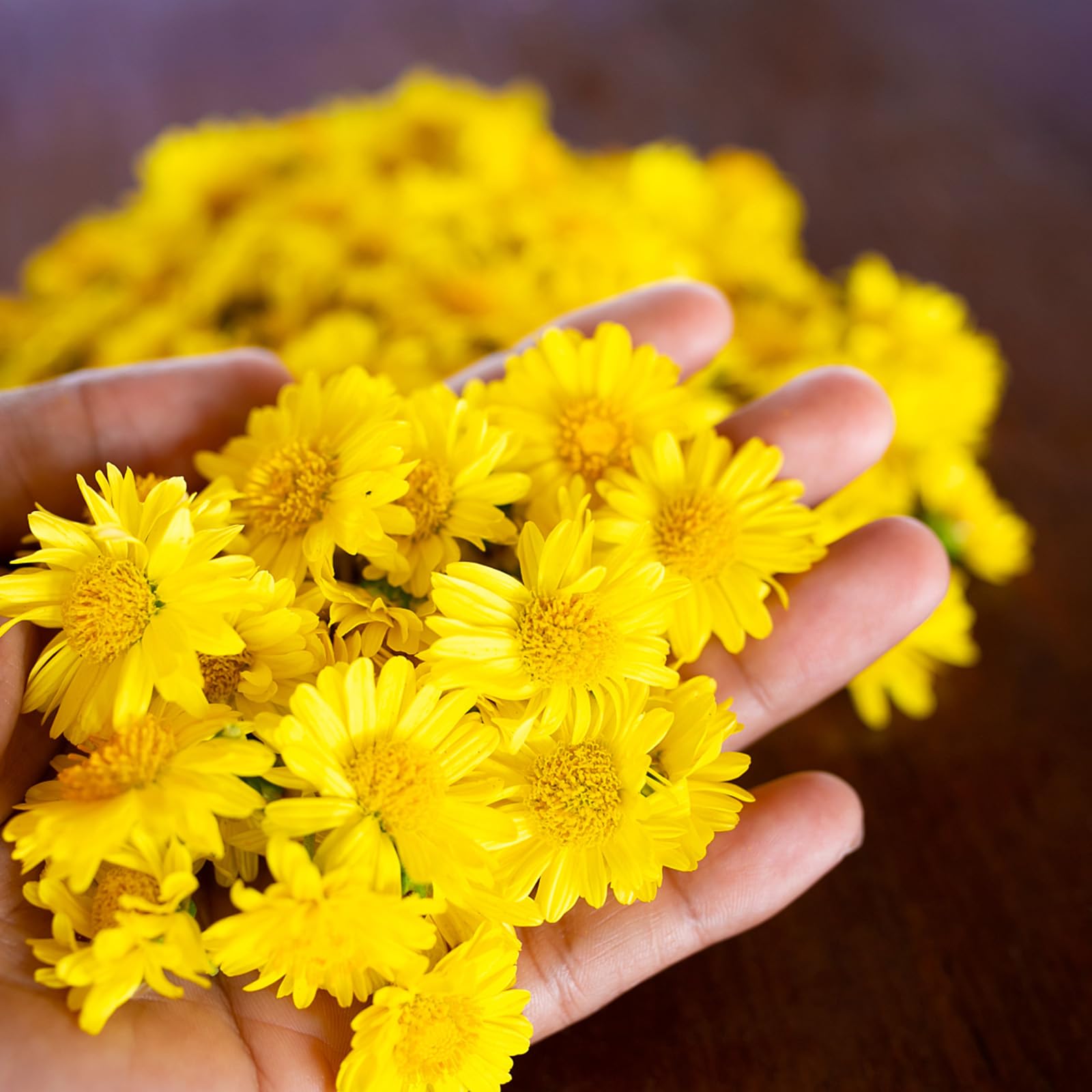 Dried Chrysanthemum Tea, Premium Juhua Flower Herbal Tea Loose Leaf, No Sugar No Gluten Pure Dried Chrysanthemum Flower, for Promote Relaxation
