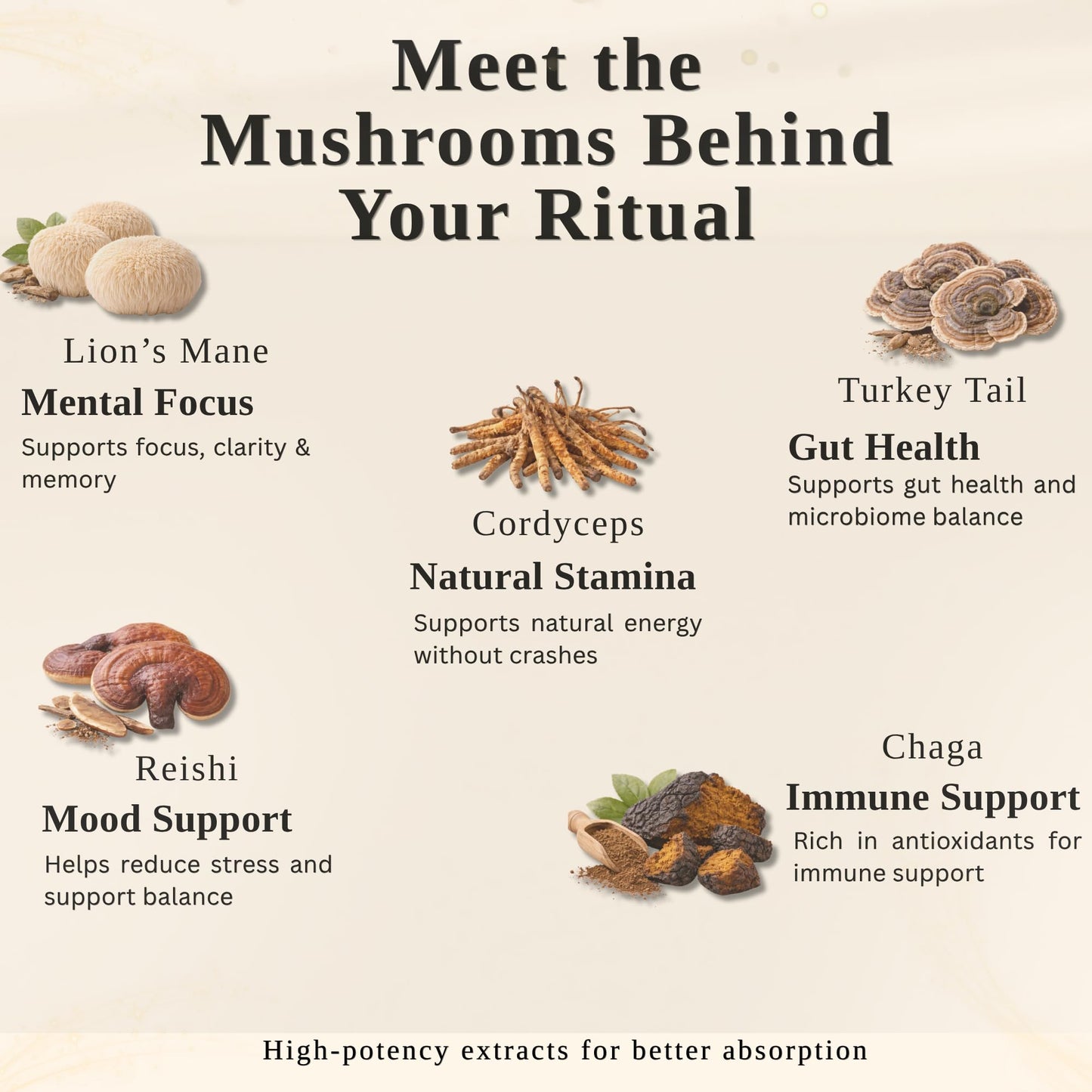 Immortal Mycelium Mushroom Mocha - Arabica Coffee with Lion’s Mane, Cordyceps, Reishi, Turkey Tail & Chaga - Adaptogenic Mocha Coffee Alternative - 15