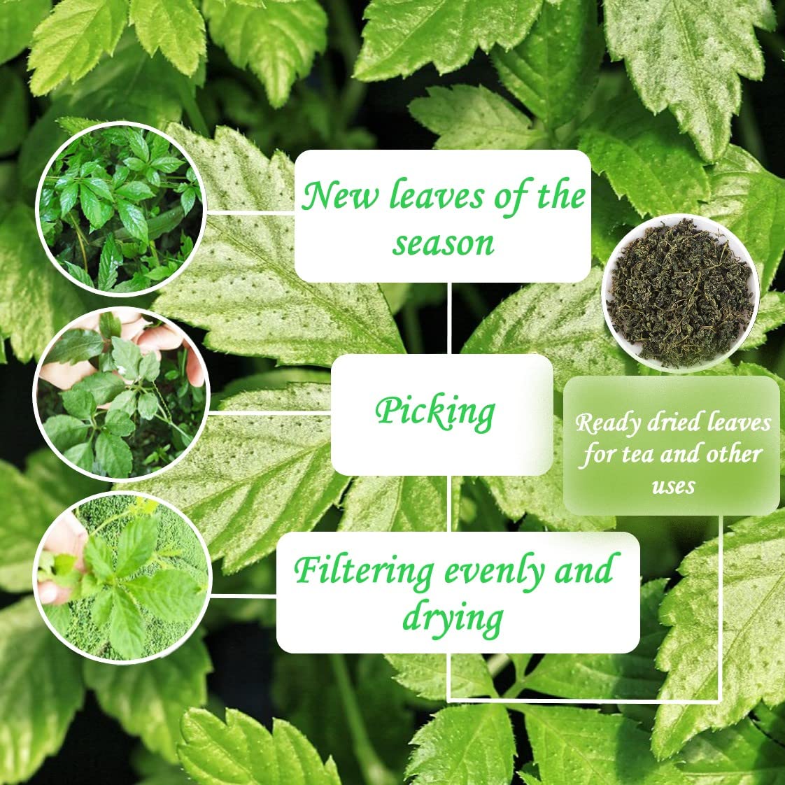 Gynostemma Pentaphyllum Jiaogulan Loose Leaf Emerald Green Tea 500g (17.61oz) - Dried Gynostemma Tea Leaves for Hot Iced Invigorating Beverages