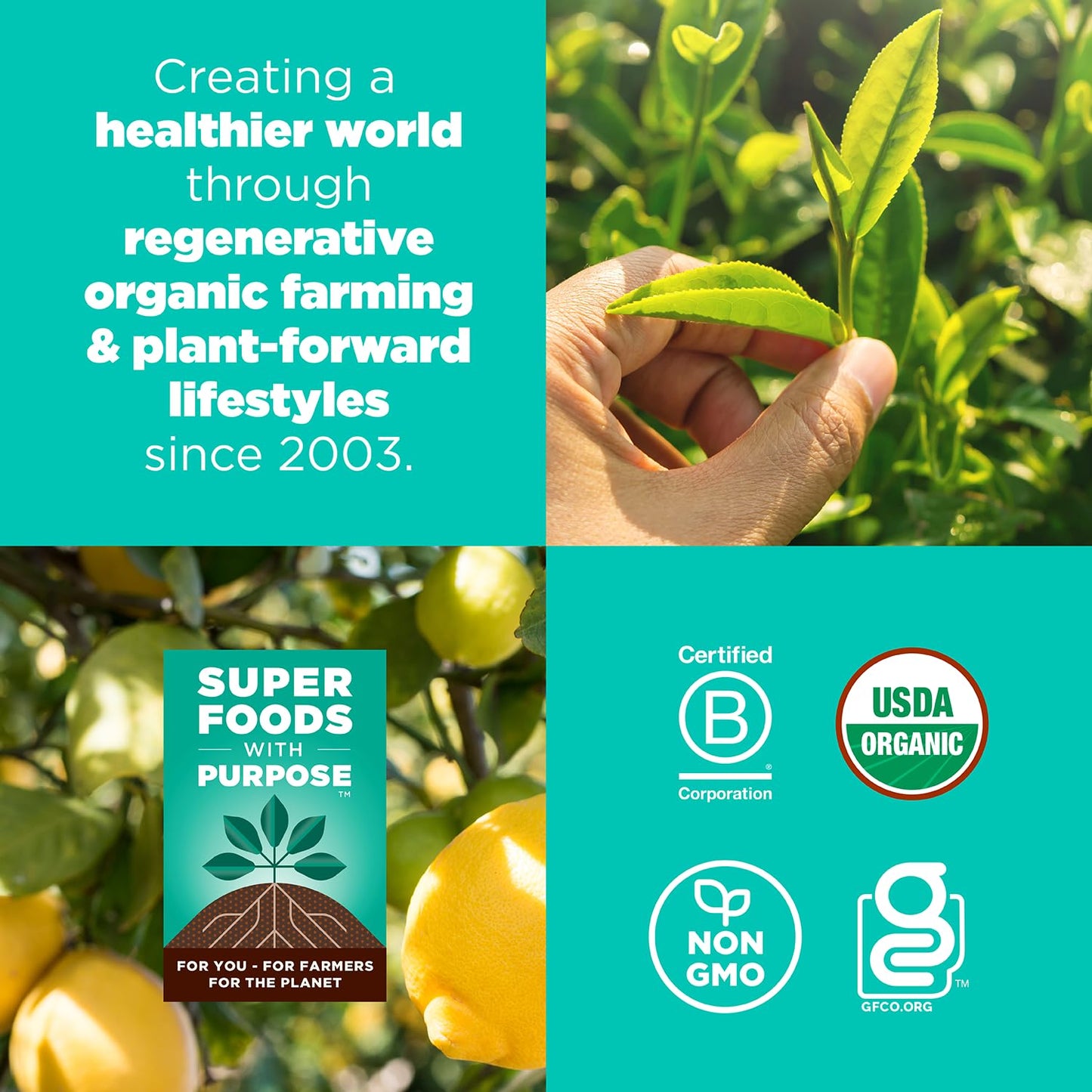 Navitas Organics Lemon Matcha Cashew Superfood+ BITES - Power Snacks - All Natural Plant Based - Clean Energy & Nutrition - USDA Organic, Non GMO