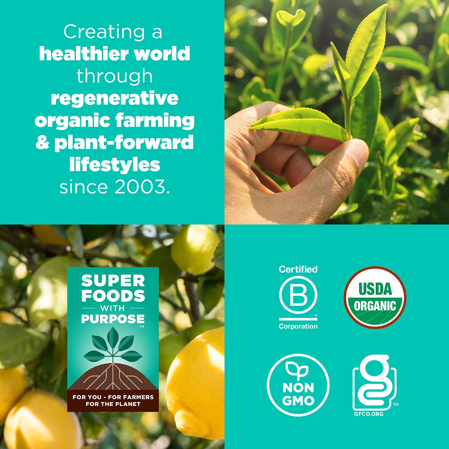 Navitas Organics Lemon Matcha Cashew Superfood+ BITES - Power Snacks - All Natural Plant Based - Clean Energy & Nutrition - USDA Organic, Non GMO