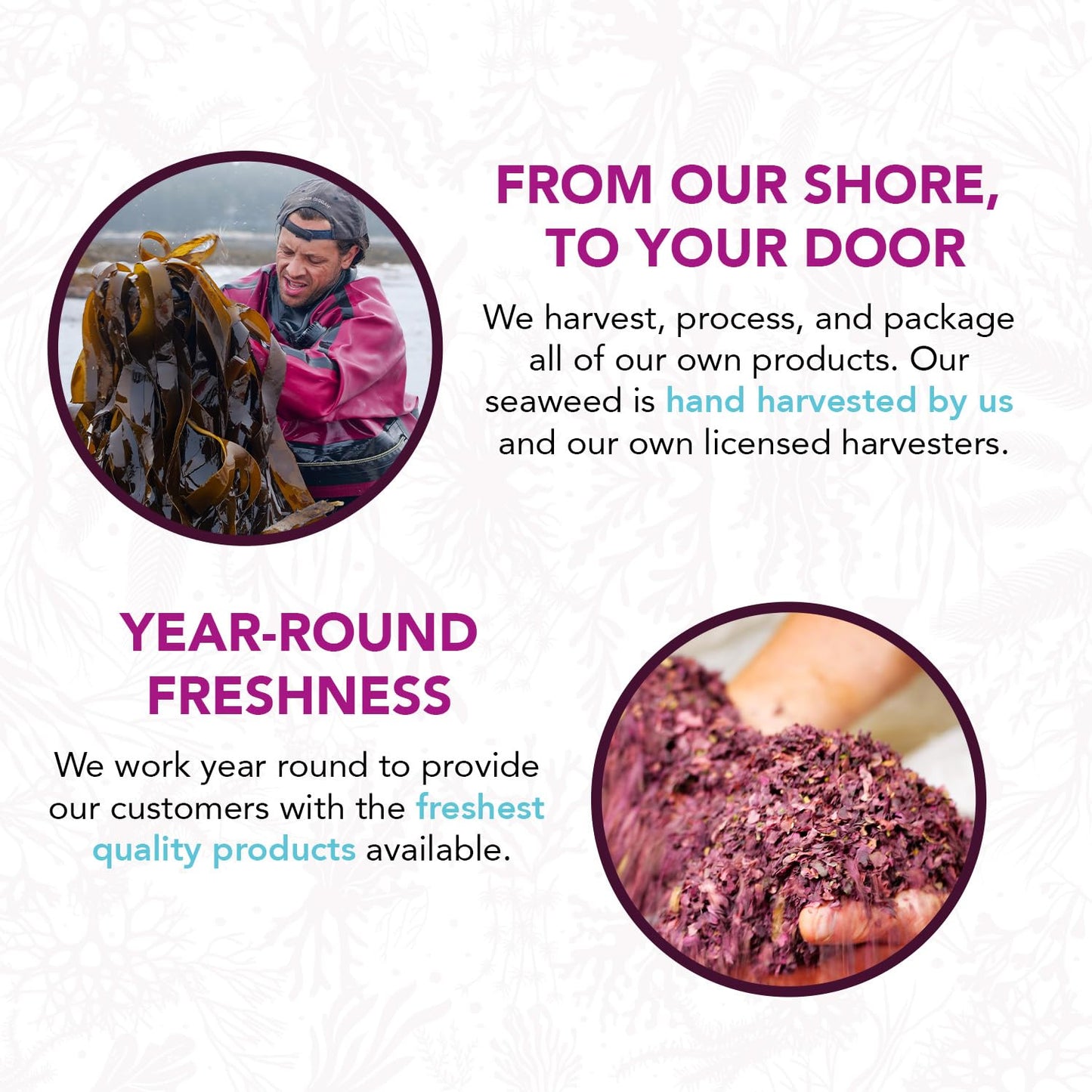 VITAMINSEA Dulse Dried Seaweed | Wild North Atlantic Seaweed for Snacking, Seasoning, Soups & Salads | Rich in Vitamins, Minerals & Antioxidants