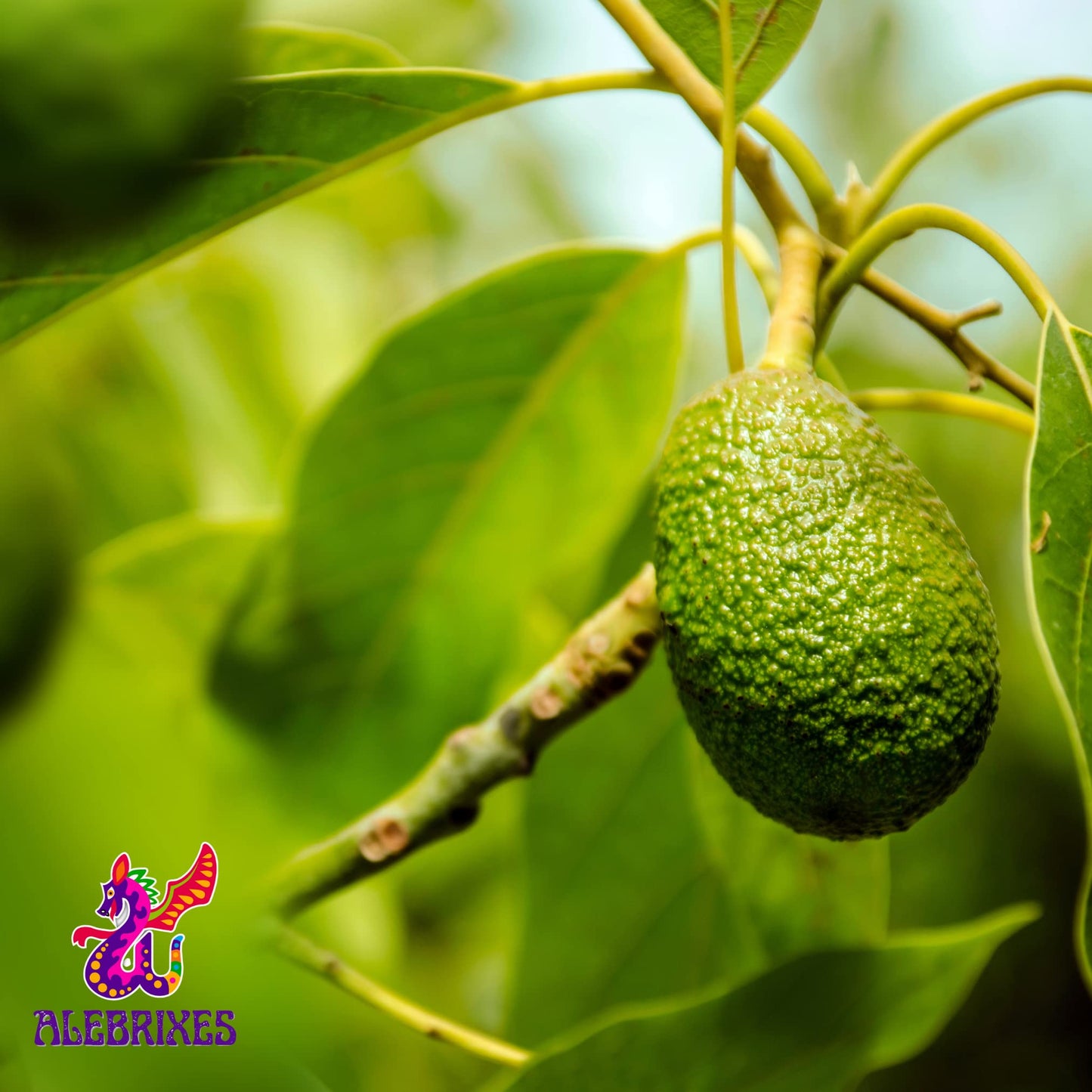 Alebrixes | Avocado Leaves Herbal Tea (50G)| Premium Quality Whole Avocado Leaves Tea | Te Hoja de Aguacate | Wildcrafted.