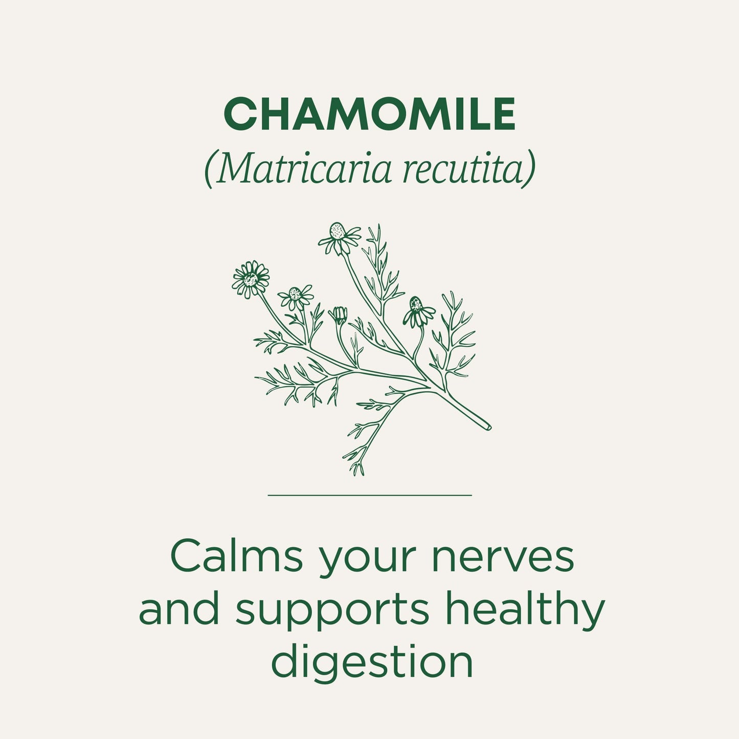 Traditional Medicinals Organic, Chamomile Tea - Supports Stress Relief and Relaxation - Kosher, Non-GMO, Caffeine-Free, Compostable - 16 Tea Bags