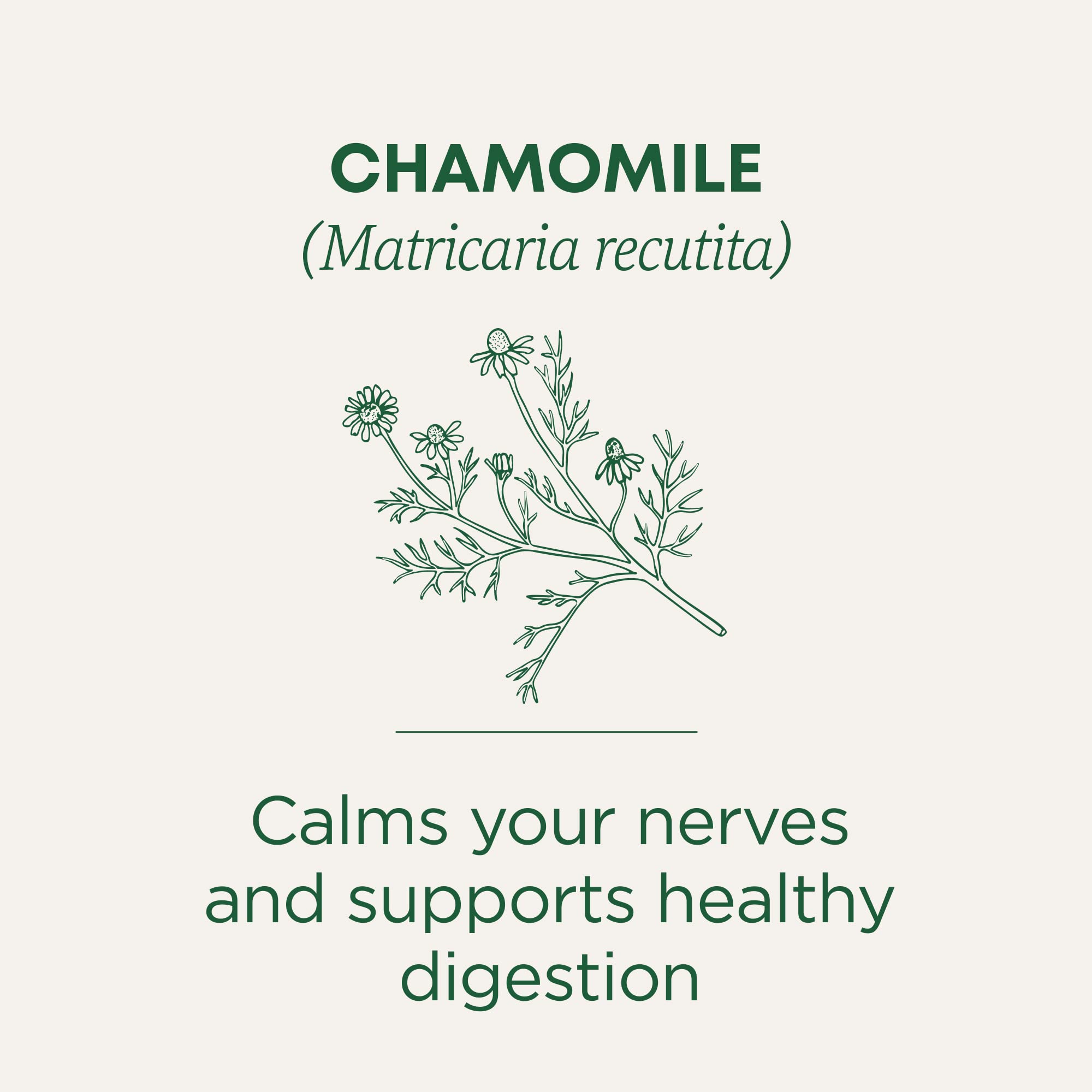 Traditional Medicinals Organic, Chamomile Tea - Supports Stress Relief and Relaxation - Kosher, Non-GMO, Caffeine-Free, Compostable - 16 Tea Bags