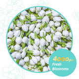 Essencesip Jasmine Pearl Green Tea Loose Leaf, 6oz Tin - 4x Scented Dragon Pearls with Deep Jasmin Aroma, Smooth Taste, USDA Organic, Ethically