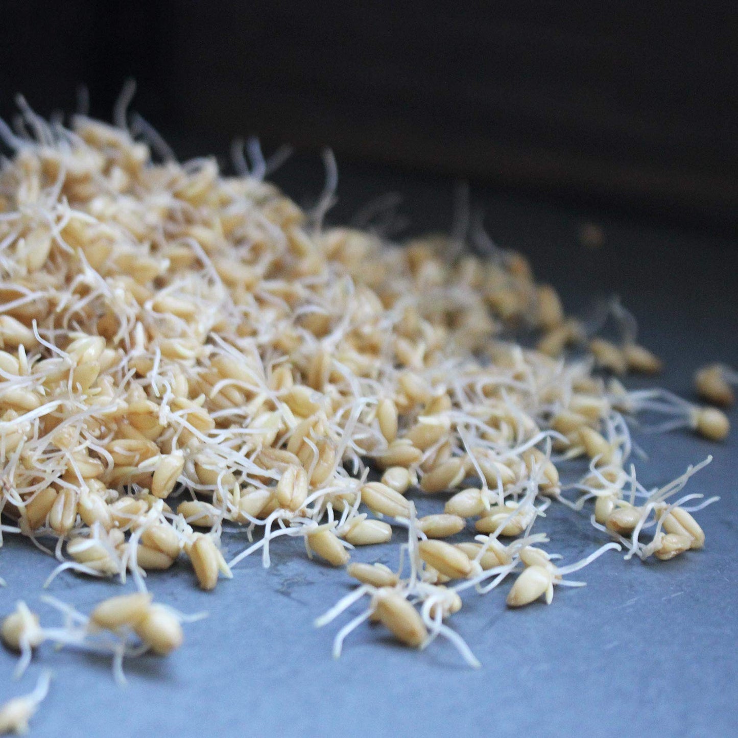 Soft White Wheat - Organic - 5 Lbs. Resealable Can - Handy Pantry Brand - Perfect for Food Storage, Flour, Baking, Sprouting & More