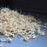 Soft White Wheat - Organic - 5 Lbs. Resealable Can - Handy Pantry Brand - Perfect for Food Storage, Flour, Baking, Sprouting & More