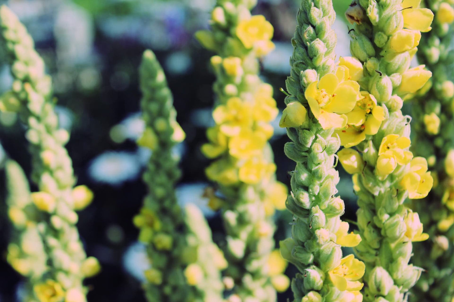 100% Dried Mullein Flowers (Verbascum thapsus) | Net Weight: 0.52oz / 15g | Soothing, slightly sweet tea with many benefits - Used for edible flower