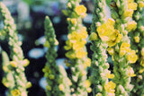 100% Dried Mullein Flowers (Verbascum thapsus) | Net Weight: 0.52oz / 15g | Soothing, slightly sweet tea with many benefits - Used for edible flower
