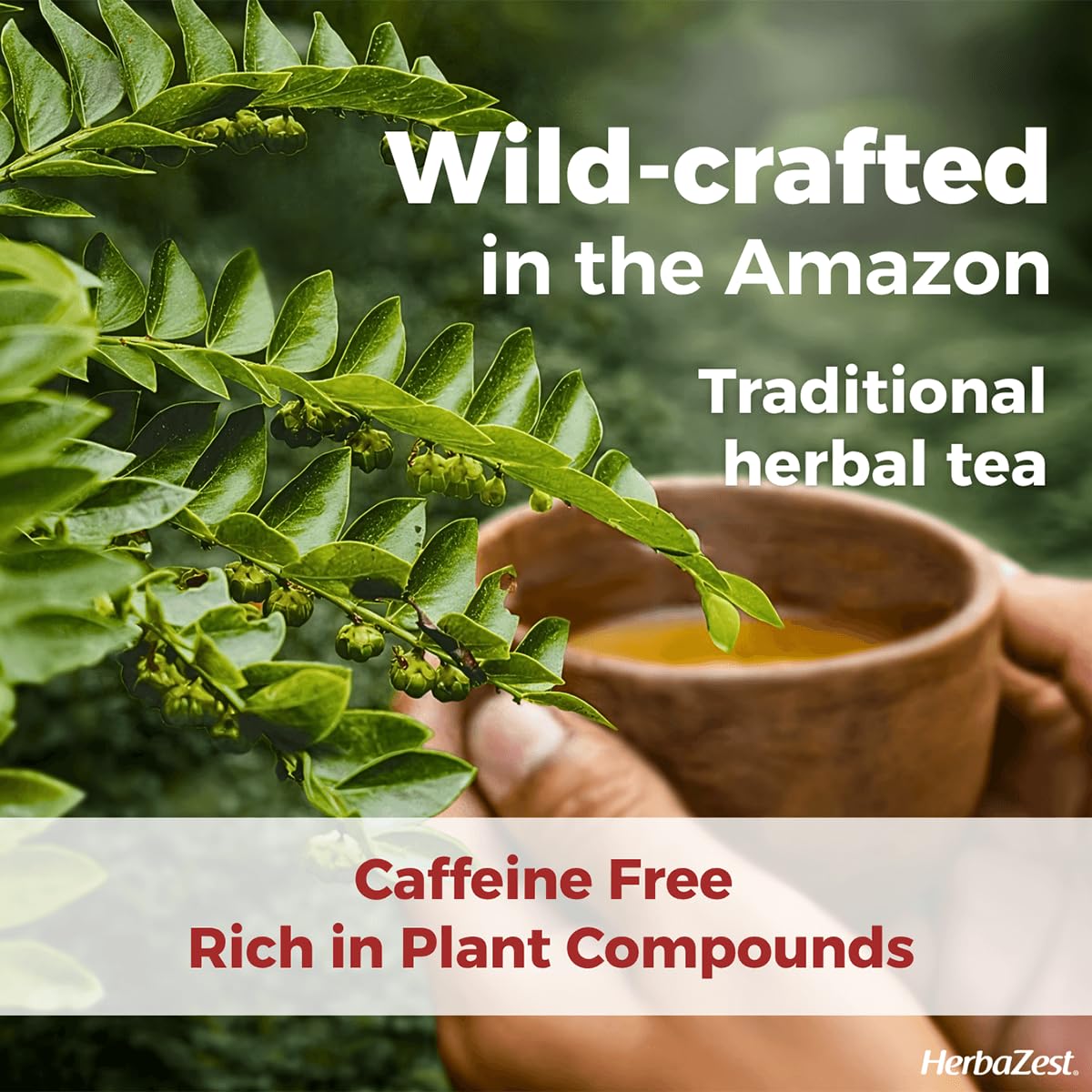 HerbaZest Chanca Piedra Tea (Stonebreaker/Stone Breaker) - 8 oz (225 g) - Wild-Crafted Loose Leaf - Caffeine-Free Herbal Tea - 100% Pure, Non-GMO
