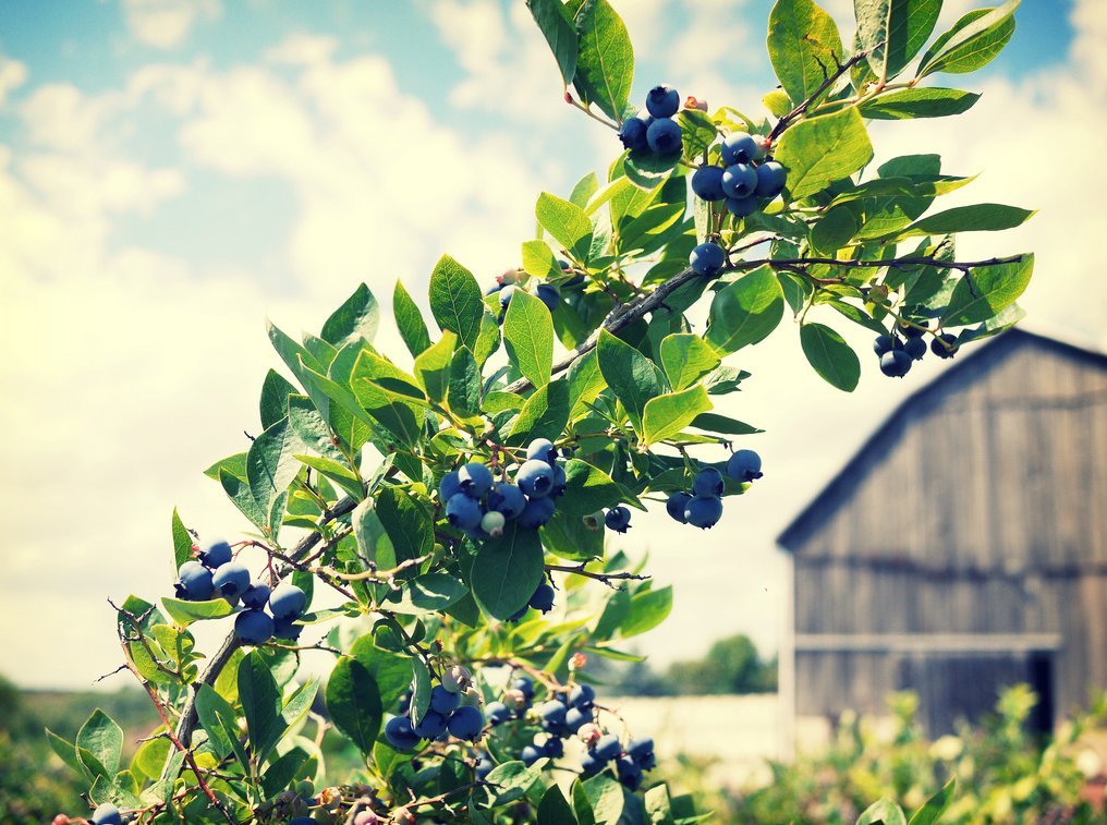 FruitCeuticals Organic Blueberry Powder Made with 100% Whole Fruit Wild Blueberries - 8oz Pouch (90 Day Supply)