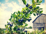 FruitCeuticals Organic Blueberry Powder Made with 100% Whole Fruit Wild Blueberries - 8oz Pouch (90 Day Supply)