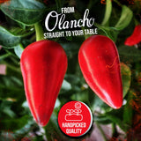Jutiquile Sabor Olanchano Mild Hot Sauce - Aged Pepper Sauce from Olancho, Honduras - Authentic Central American Flavor, Balanced Heat, Pantry