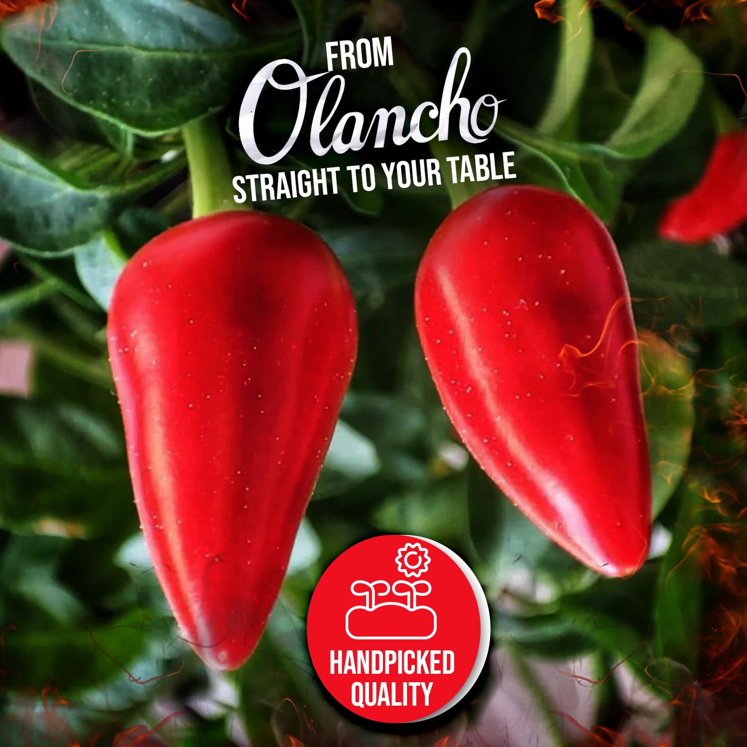 Jutiquile Sabor Olanchano Mild Hot Sauce - Aged Pepper Sauce from Olancho, Honduras - Authentic Central American Flavor, Balanced Heat, Pantry