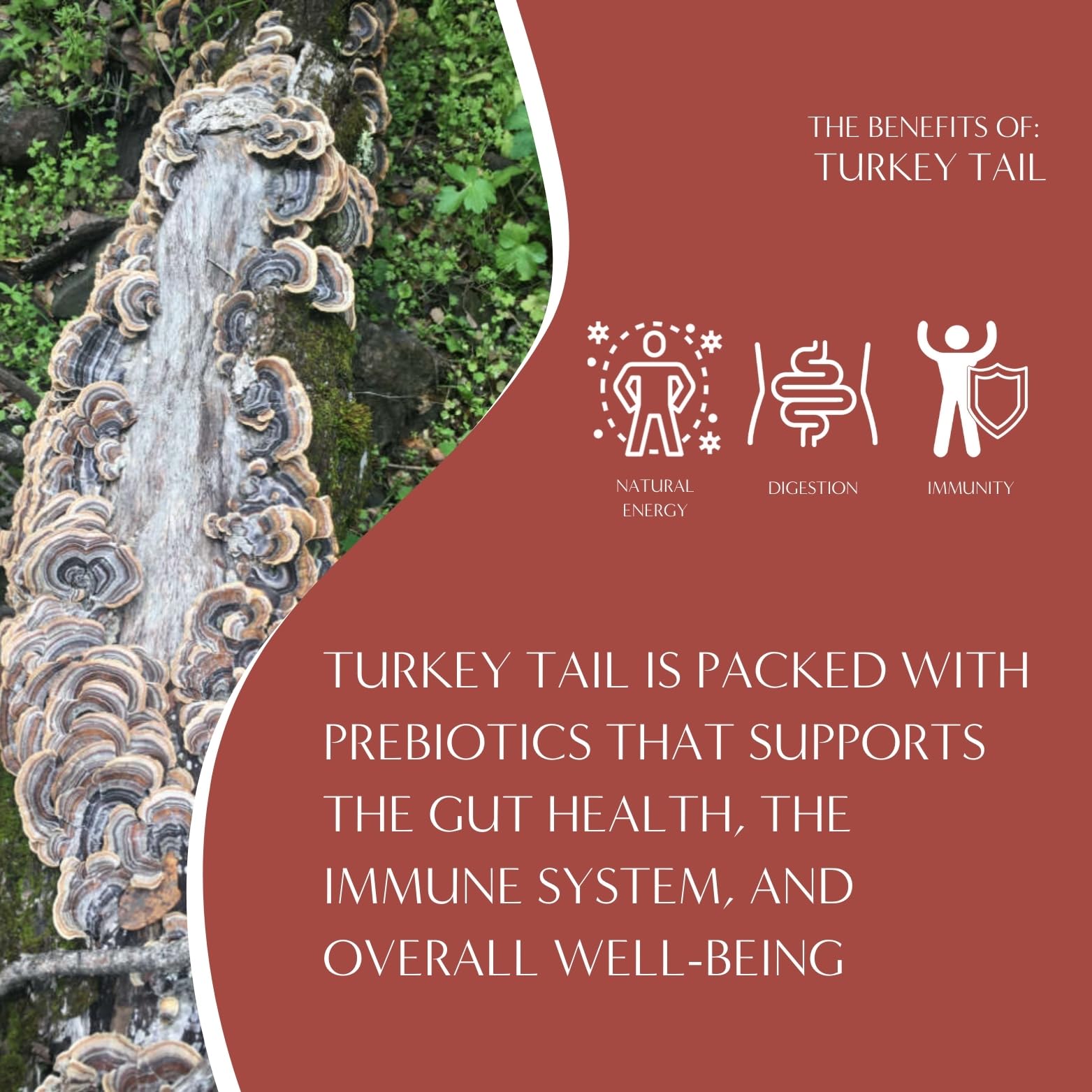 Teeccino Turkey Tail Astragalus - Toasted Maple - Caffeine Free Mushroom Adaptogenic Herbal Tea, 3x More Herbs than Regular Tea Bags, Lightly Sweet