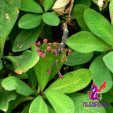 Alebrixes | Moronel Herbal Tea (6oz)| Premium Quality Moronel Herbal Tea | Te Planta de la Vida - Loose Herbal Tea | Wildcrafted.
