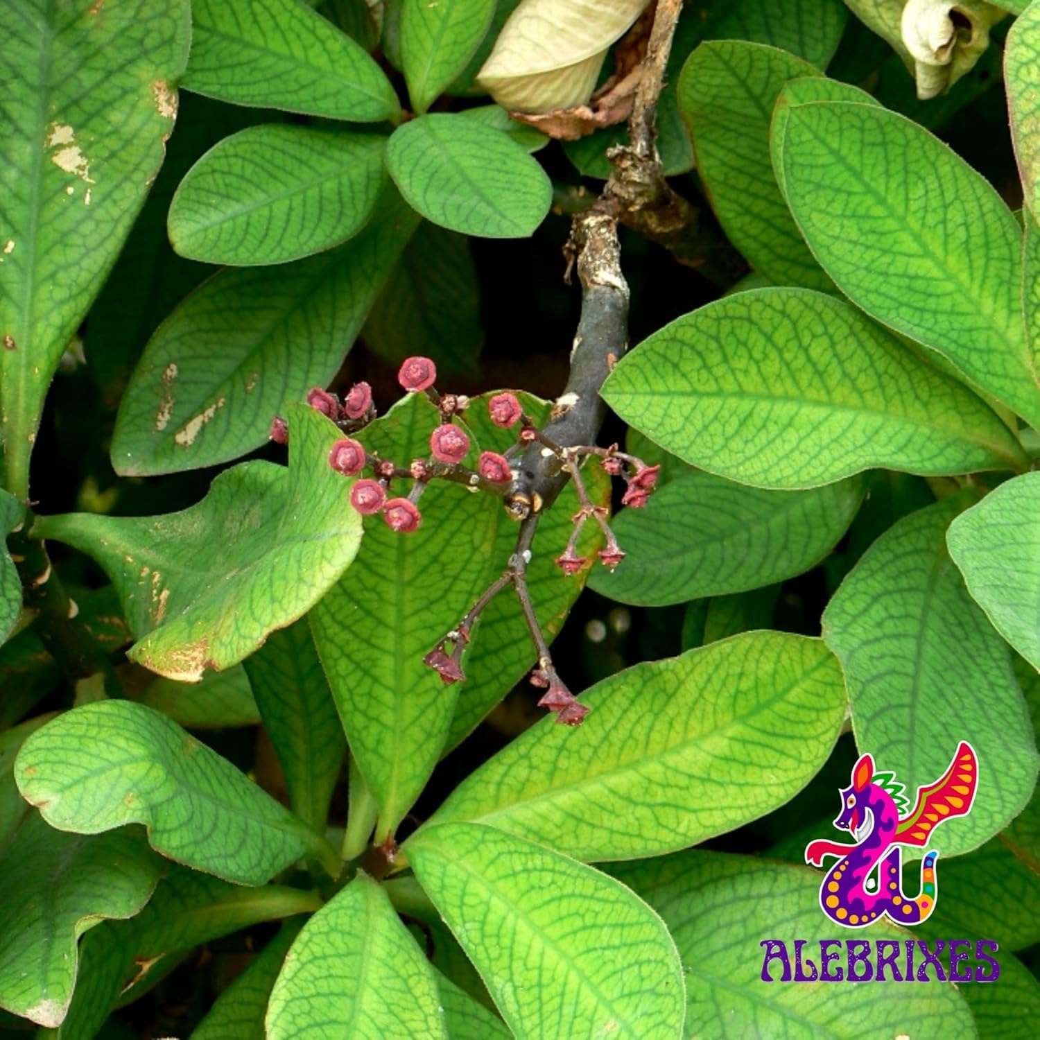 Alebrixes | Moronel Herbal Tea (6oz)| Premium Quality Moronel Herbal Tea | Te Planta de la Vida - Loose Herbal Tea | Wildcrafted.