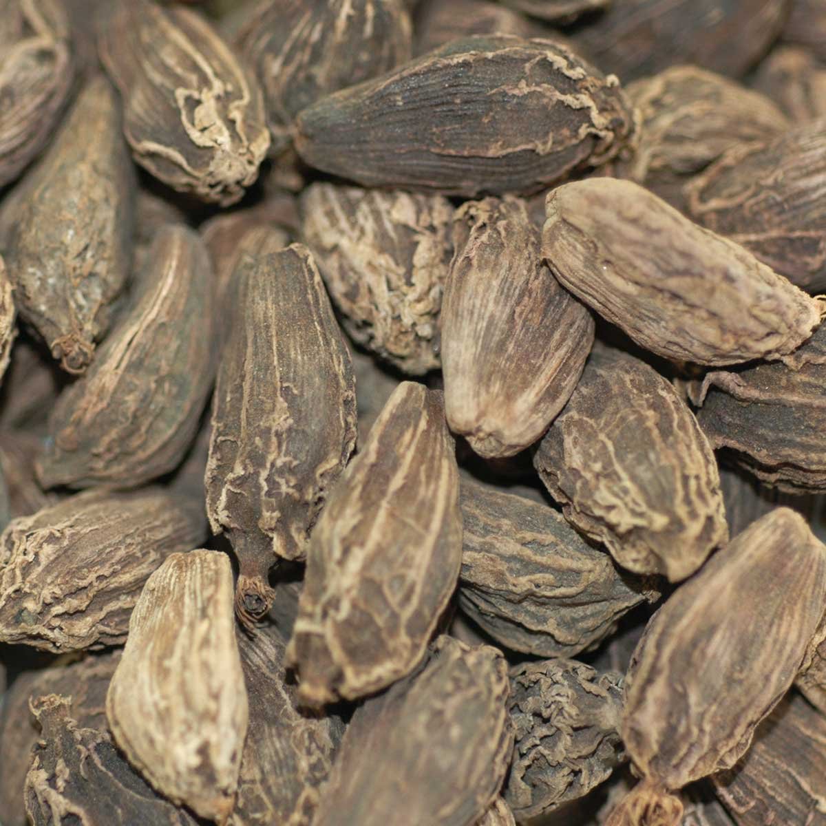 Indus Organics Black Cardamom Whole, 12 Oz Jar, Freshly Packed, Premium Quality, Hand Selected, Freshly Packed