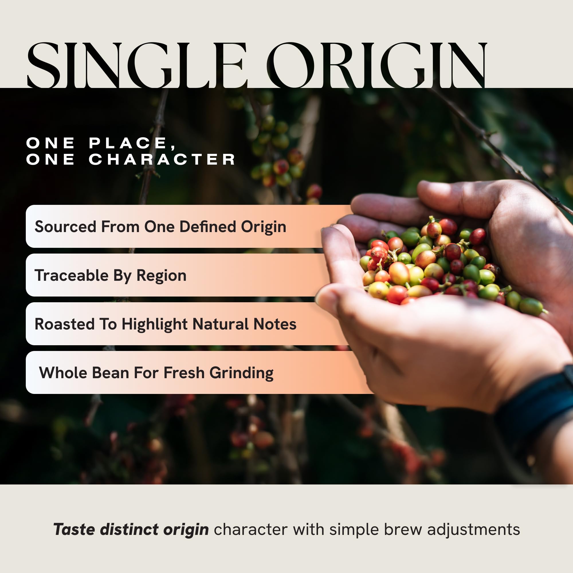 Intazza Ethiopia Single Origin Whole Bean Coffee, Medium Roast With Strawberry Notes With Cocoa And Honey, Coffee Whole Bean For Drip, Pour Over