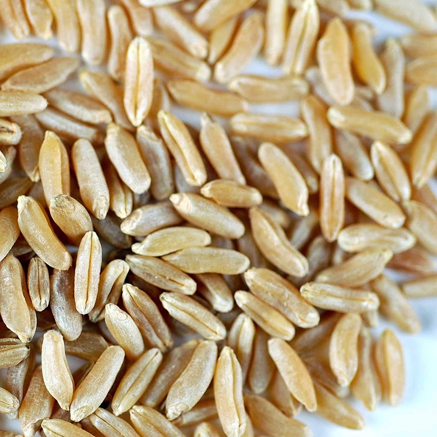 Handy Pantry Organic Kamut Seeds - 1 Lb - Ancient Khorasan Grain for Sprouting, Flour, Baking, Beer, Storage