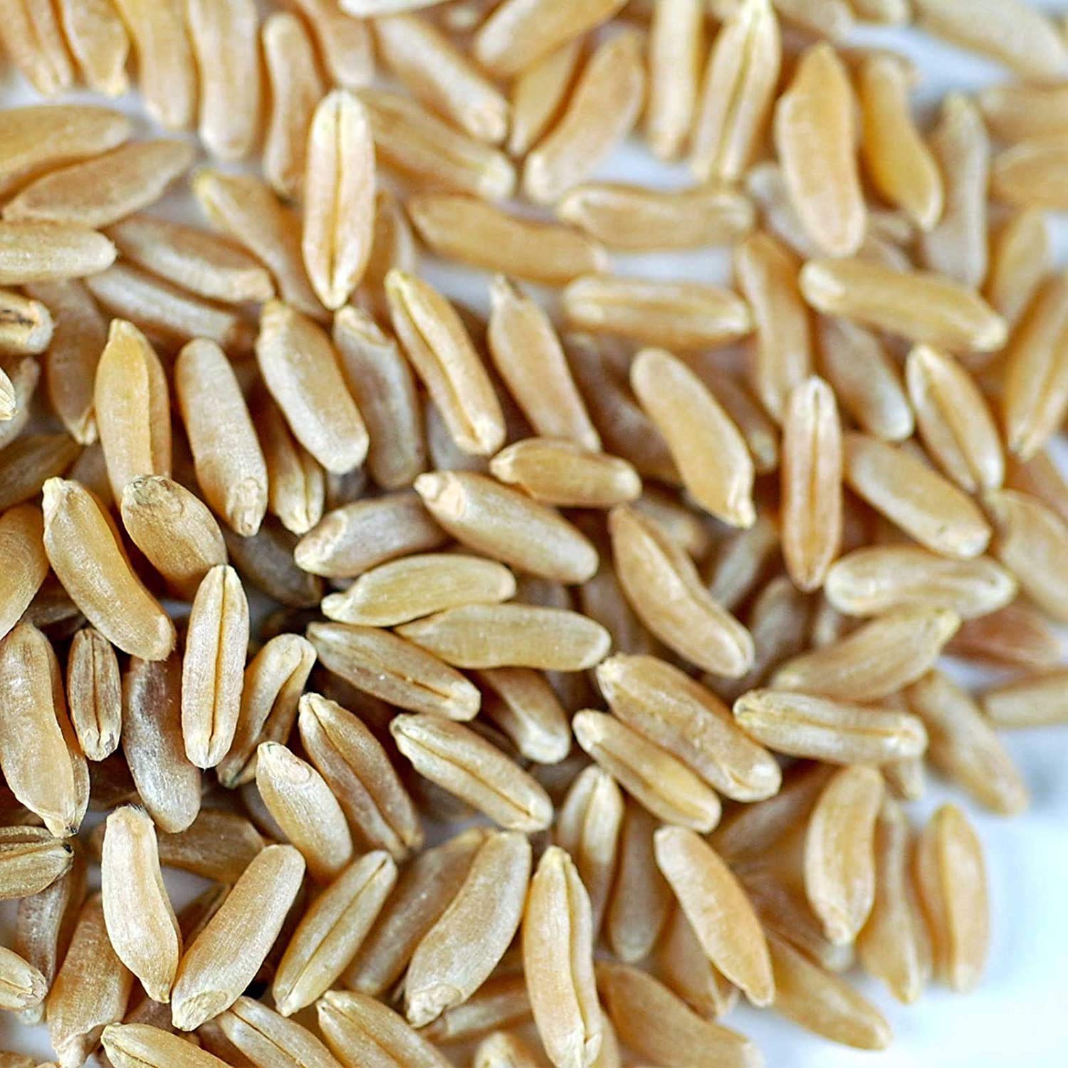 Handy Pantry Organic Kamut Seeds - 1 Lb - Ancient Khorasan Grain for Sprouting, Flour, Baking, Beer, Storage
