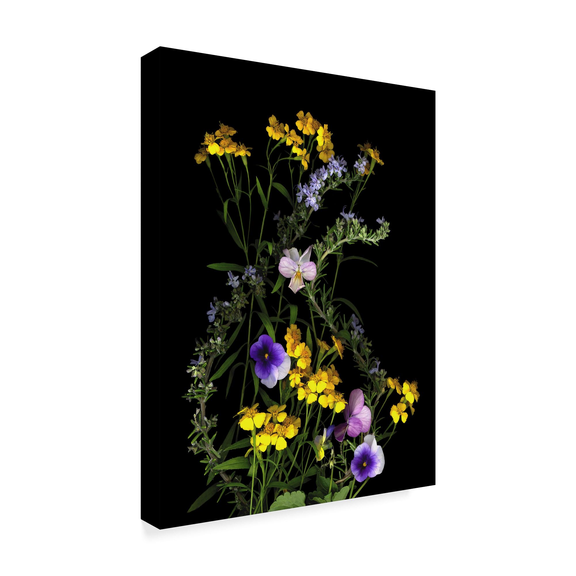 Susan S. Barmon 'Rosemary And French Tarragon' Canvas Art