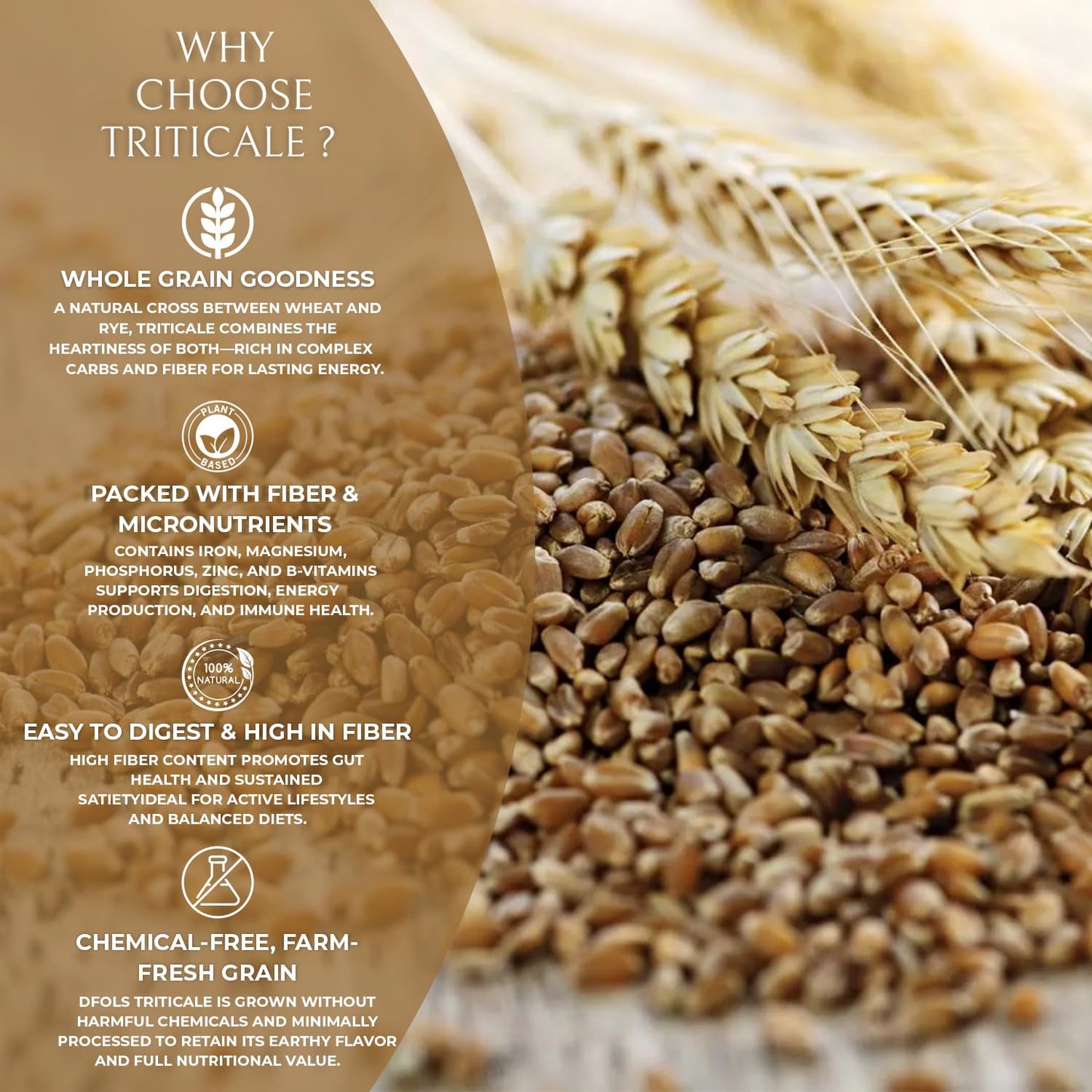 DFOLS Triticale Whole Grain Mild Nutty Wheat Rye Flavor for Cooking 0.55lb 8.82oz (250g) Premium Quality ???????