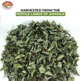 Angel Brand Jamaican Strongback Herb 0.25 oz Pouch Pack of 3 - Sourced from Fertile Land of Jamaica- Strongback Earthy,Woody & Bitter Flavor - Provide