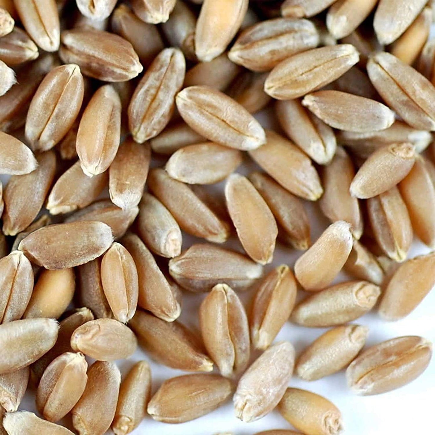 Organic Hard Red Wheat Seed: 35 Lb - Handy Pantry Brand - Grow Wheatgrass, Flour, Grain & Bread, Emergency Food Storage, Ornamental Wheat Grass