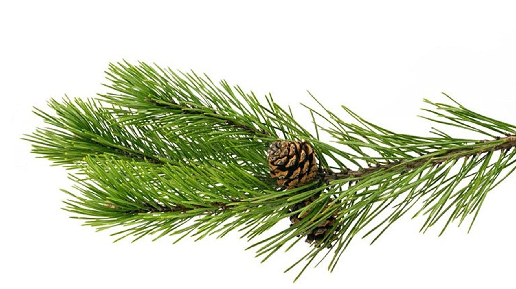 Organic Seasonal Pine Needle Tea (3 Box (75Tea Bag))