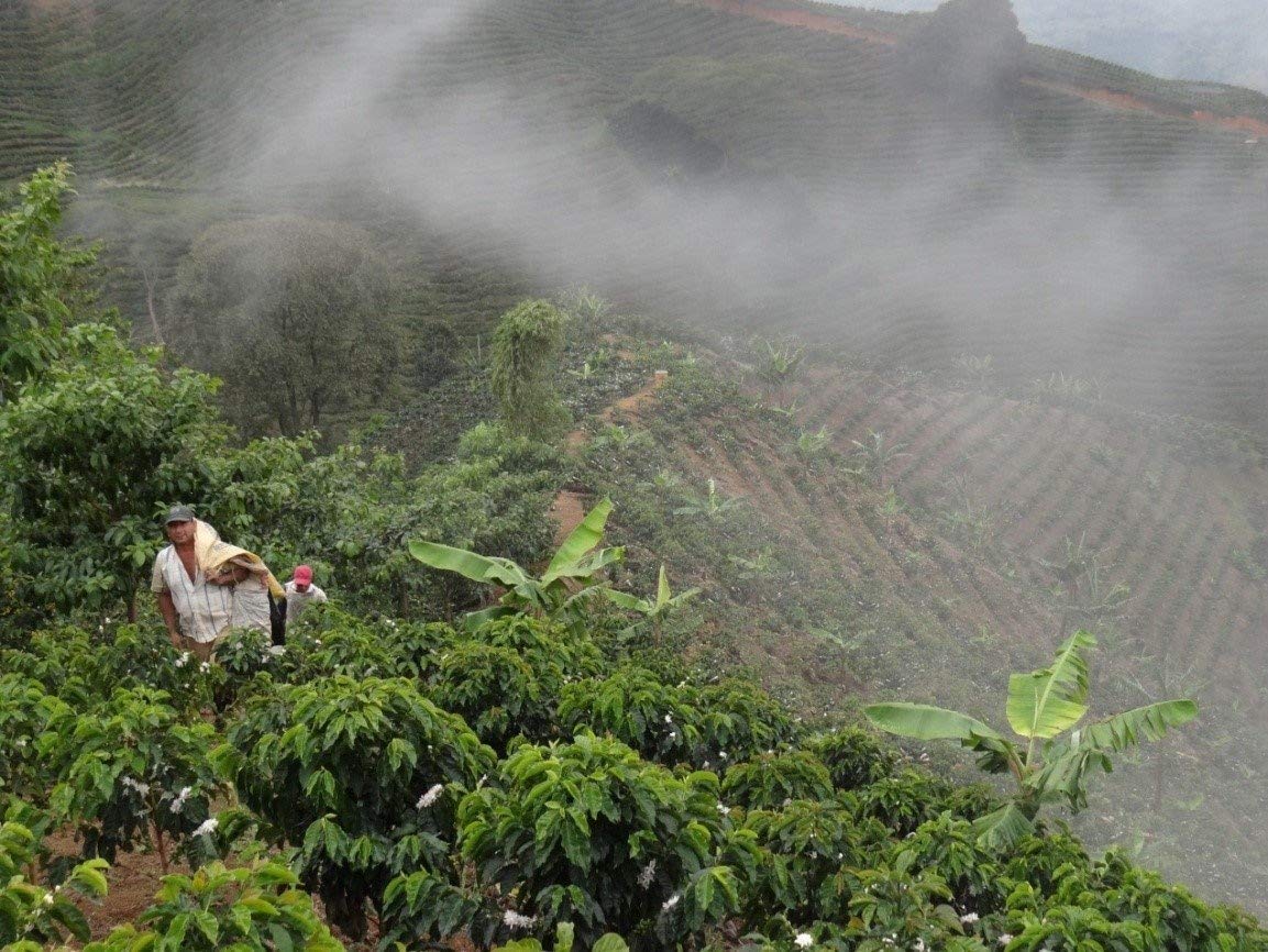 Colombian Green Unroasted Coffee Beans 3 Pounds Single Origin Farm Barcelona