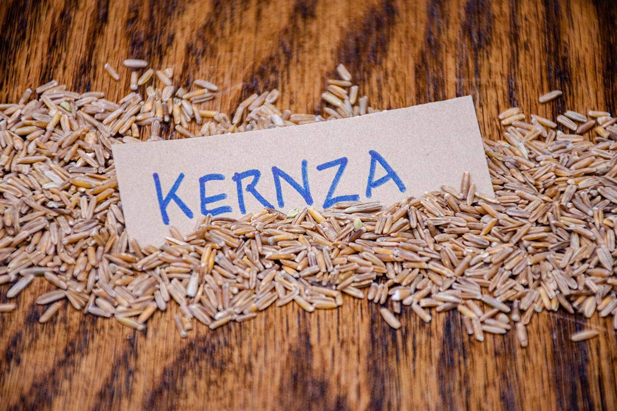Sprouted Crisps - Kernza - Perennial Wheat Cracker Crisp - 4 oz, 5 pack