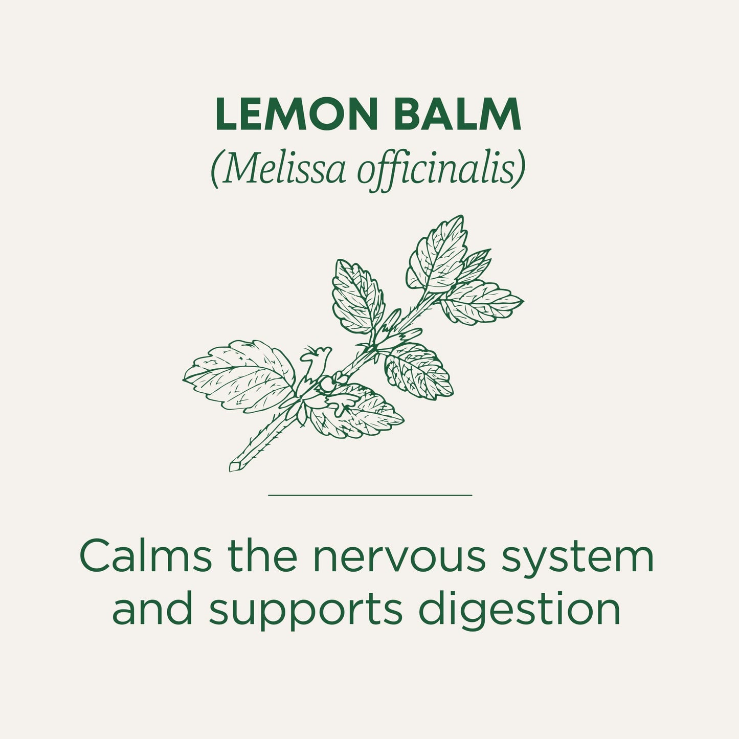 Traditional Medicinals Organic, Lemon Balm - Supports Stress Relief & Digestive Health - Kosher, Non-GMO, Caffeine-Free, Compostable - 16 Tea Bags