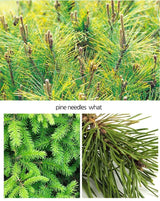 Organic Seasonal Pine Needle Tea (3 Box (75Tea Bag))