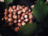 Garisar - Double Roasted Hazelnut Paste Pure Natural, No Additives, Non-GMO - 80% Hazelnut - 7.40 oz (Pack of 6)