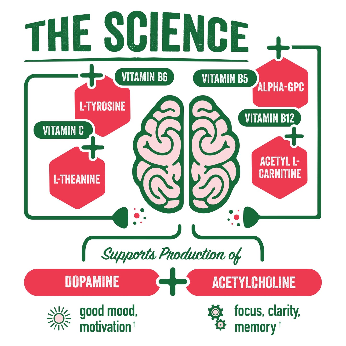 Brainjuice Brain Health Support Drink for Energy & Focus, Vitamin C, B5, B6 & B12, L Theanine, Alpha GPC & Natural Caffeine From Green Tea, Vegan