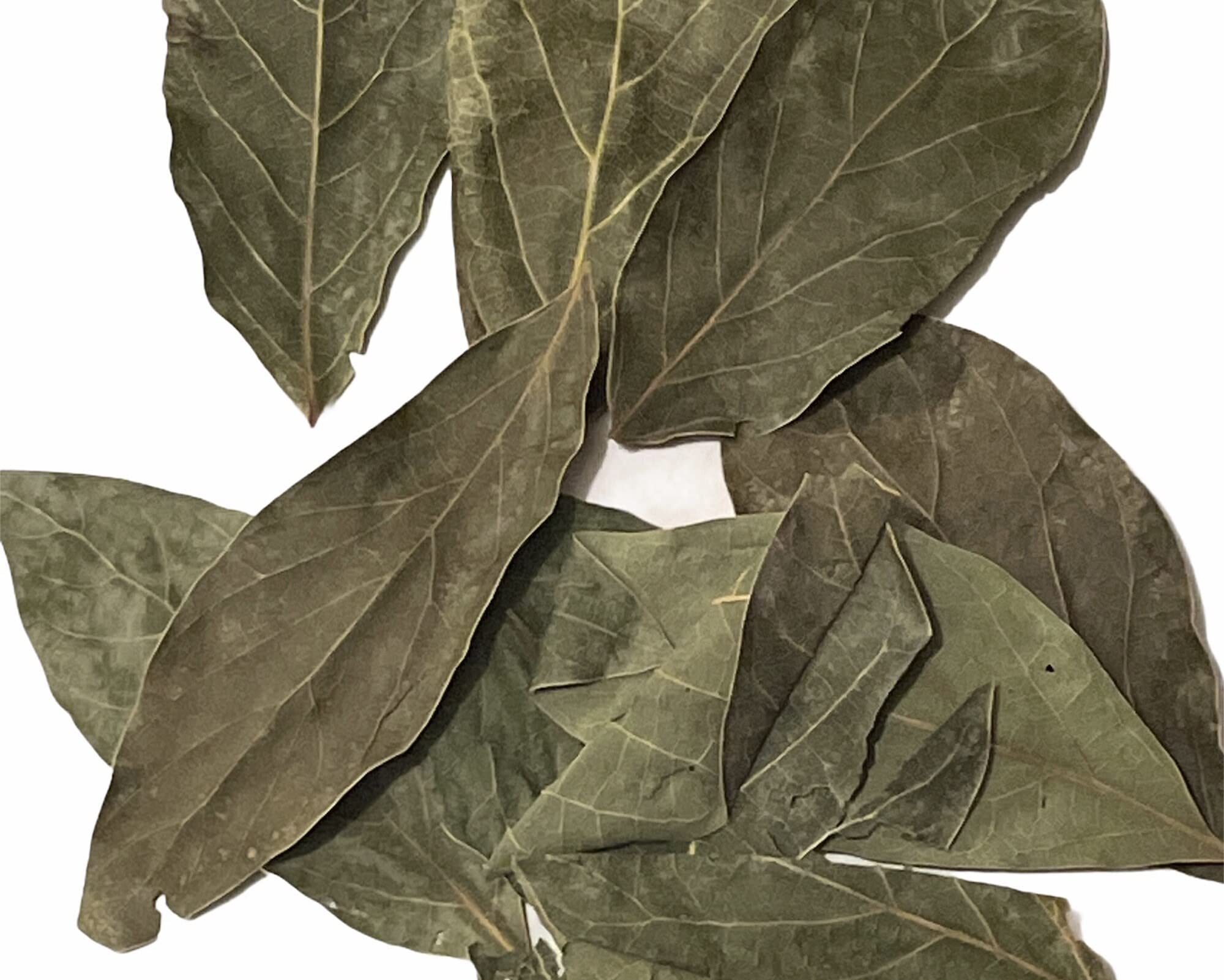 Dried Avocado Leaves, Hojas de Aguacate Seco, Avocado Leaves Tea: 2 oz and 4 oz (2)