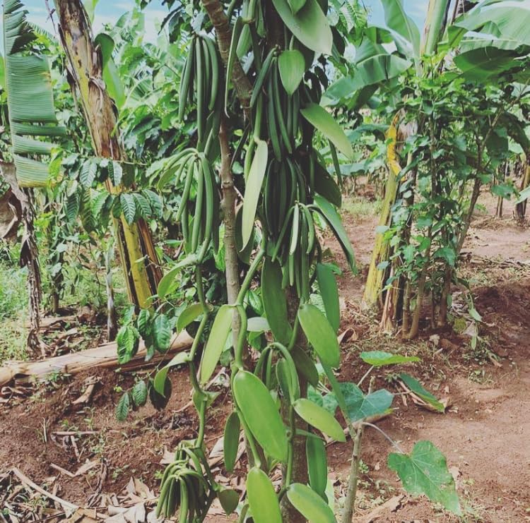 Ugandan V. Planifolia Vanilla Beans - Gourmet Grade A - Vacuum Packaged - For At-Home Vanilla Extract Making, Brewing & For Use in Baking (4)