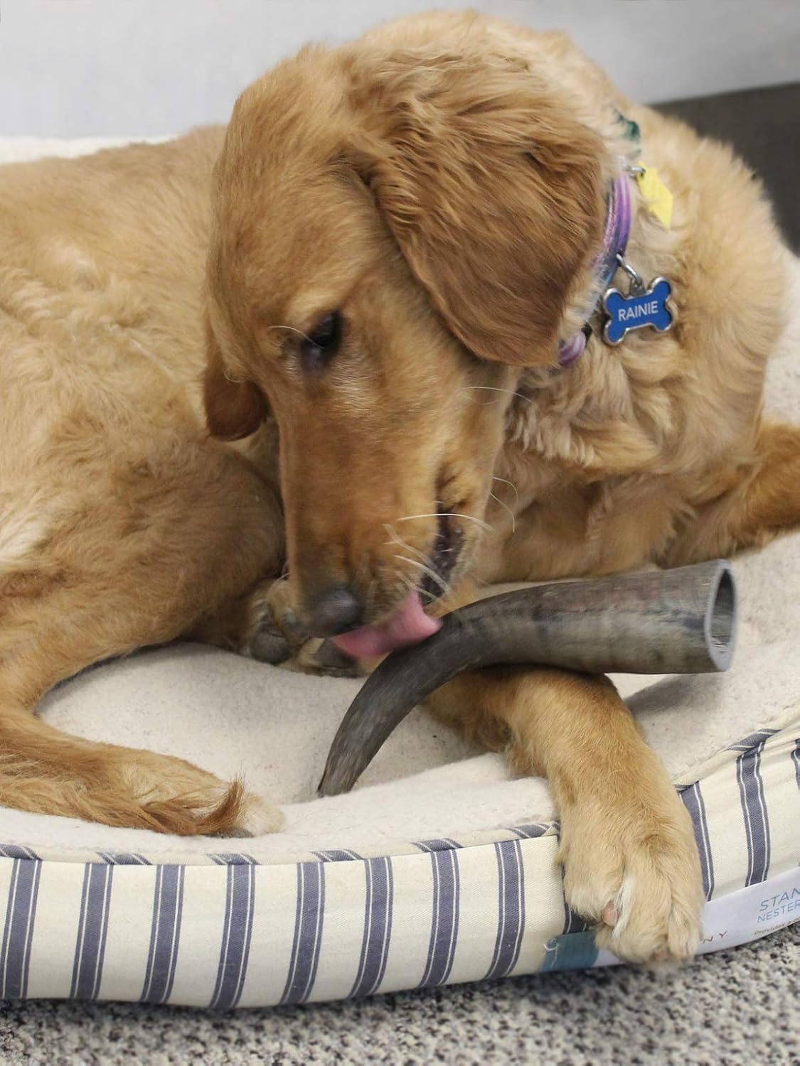 peaksNpaws Premium Free Range & Grass Fed Buffalo Horns - Small