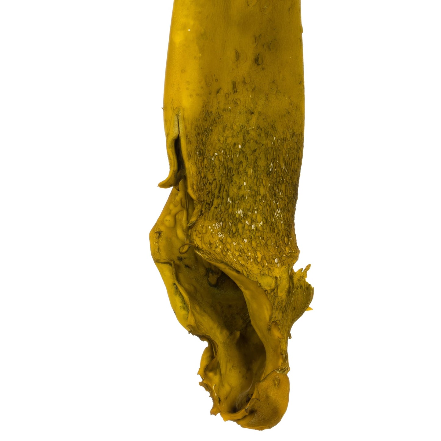 Vickerman 36-38" Basil Kelp - (Sea Kelp), 1 Piece per Pack, Dried