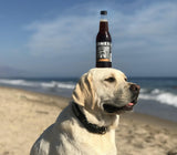 One(1) Single Bottle - Jones Soda Co. Root Beer Soda Flavor | 100% Cane Sugar Soda | Craft Soda Pop | Soda Soft Drinks | Glass Bottle Soda