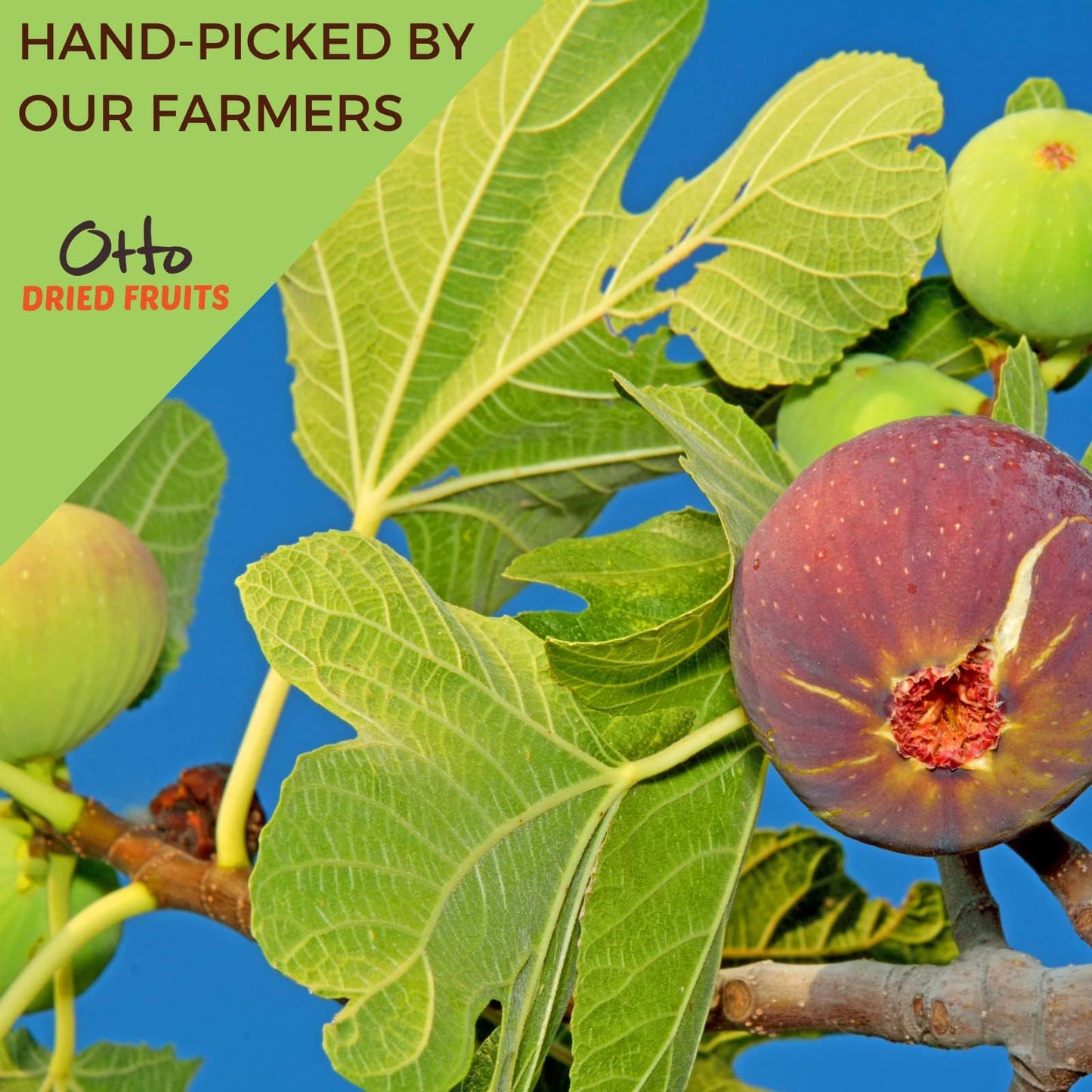Otto Dried Fruits - Non-GMO Snack, Naturally Vegan Snack with No Added Sugar, Flavors or Preservatives (Pack of 1, Dried Turkish Figs)