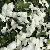 Zercumm Xin Hui Tangerine Peel Big Green Peel 500G Sanjiang Citrus Peel