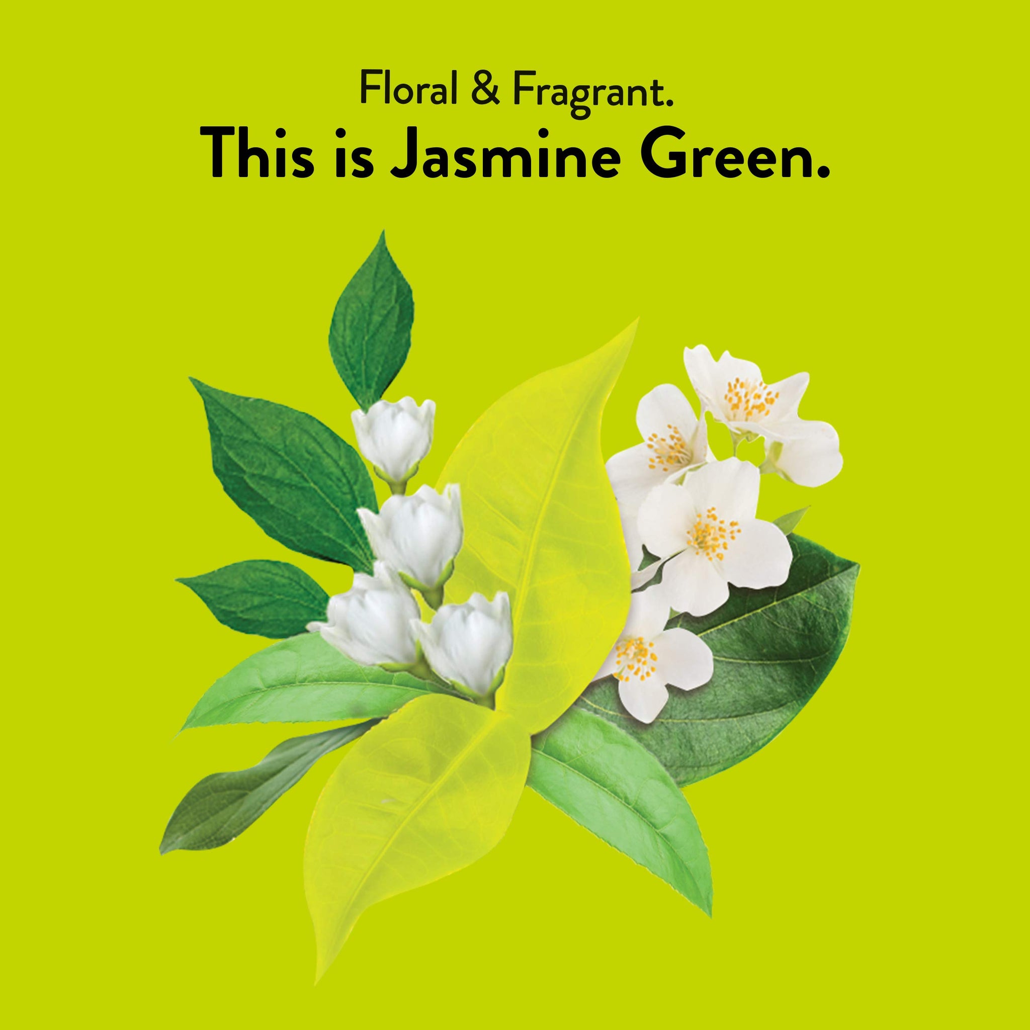 Choice Organics - Organic Jasmine Green Tea (6 Pack) - Green Tea Scented with Jasmine Blossoms - Fair Trade - Compostable - Contains Caffeine - 96