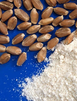 Early Morning Harvest Organic Bread Flour - Made from Non-GMO Whole Wheat - Stone Ground Flour for Baking and Cooking, Whole Grain, Certified Organic